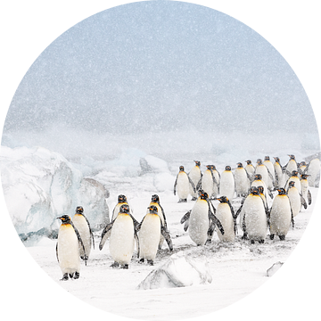 Koningspinguïns in de sneeuw