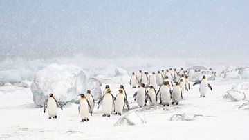 Pingouins royaux dans la neige sur Jos van Bommel