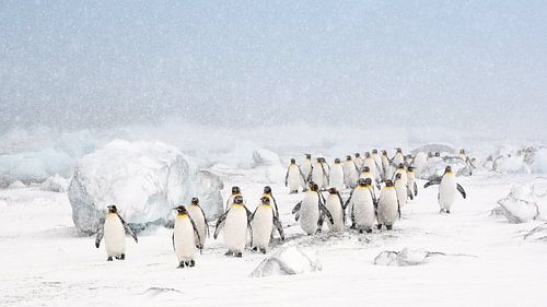 Königspinguine im Schnee
