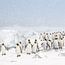 Pinguin