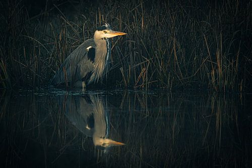 Reiger op de uitkijk