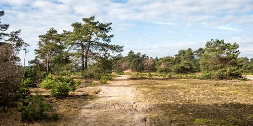Een zandpad langs naaldbomen en graslandschap op de Hoge Veluwe
