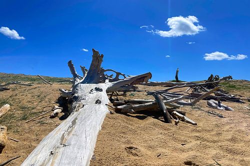 A pile of driftwood under a bright blue sky