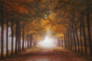 Herbstlicher Wald im Nebel