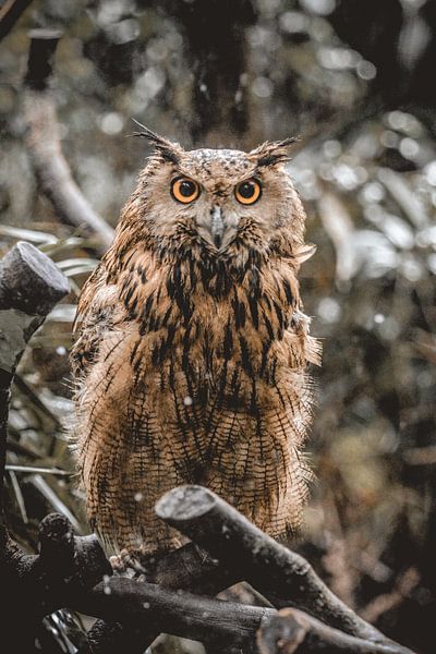 Majestic Owl by Hello Pompoyo