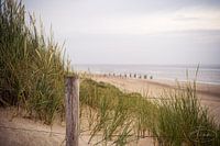 View from the beach path