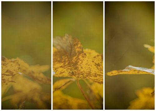 lauwersmeer triptychon 25
