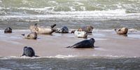 Zeehonden by Evert Jan Kip thumbnail