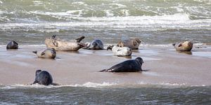 Zeehonden