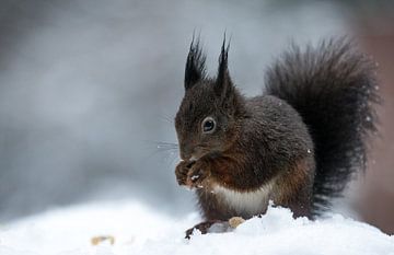Squirrel in the snow von Mark Zanderink