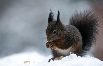 Squirrel in the snow van Mark Zanderink