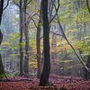 Speulder forest in autumn by Evert Jan Kip