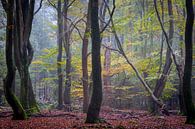 Speulder forest in autumn by Evert Jan Kip thumbnail