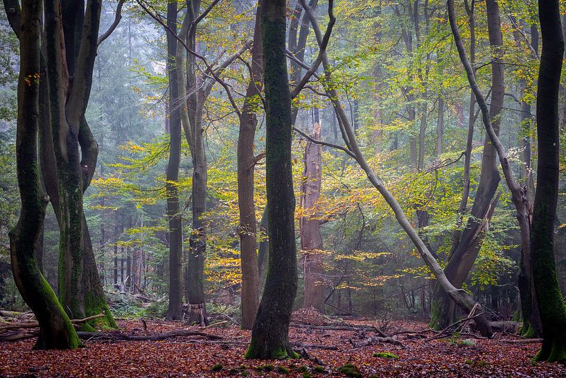 Speulder forest in autumn by Evert Jan Kip