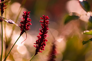 Persicaria in der Sonne