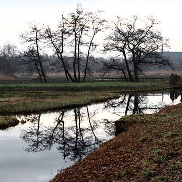 Mirroring trees in water by Gaby  van der Peijl