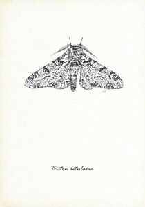 Schmetterling mit Pfeffer und Salz