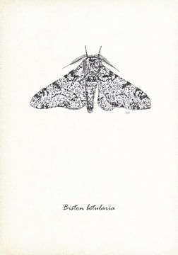 Schmetterling mit Pfeffer und Salz von Jasper de Ruiter