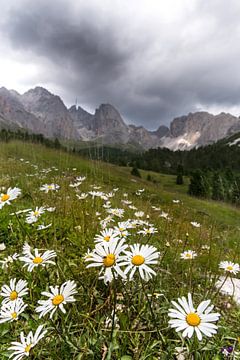 Geisler Group in the Dolomites and Margerites by Martina Weidner