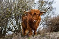 Schotse Hooglander in duinen