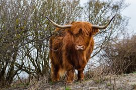 Highland cattle by Michel Heerkens
