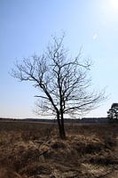 Dorre-Baum auf der Heide