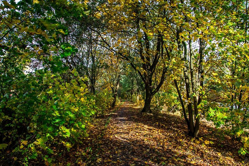Elberadweg in der Baumallee von georgfotoart