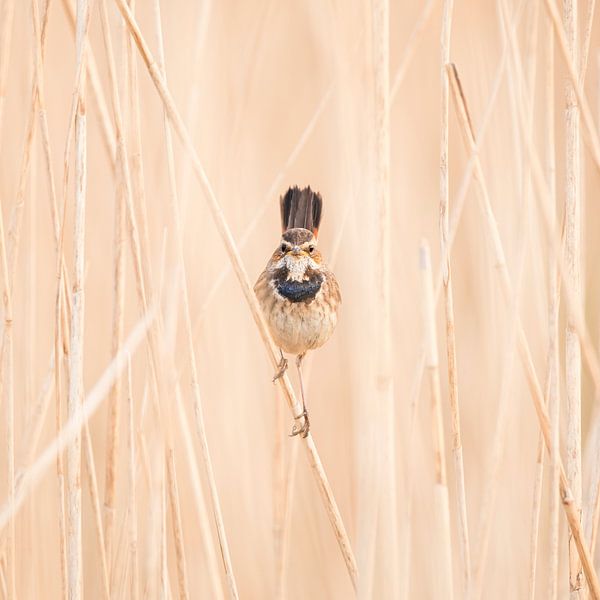 Blaukehlchen Weiblich von Thomas Thiemann