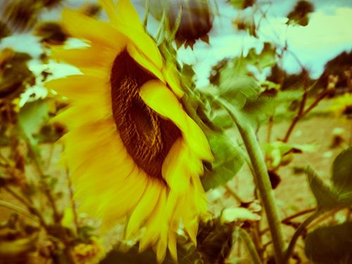 Sonnenblumen im Wind 4