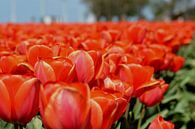 Tulpen veld, Rood van Patricia Leeman thumbnail