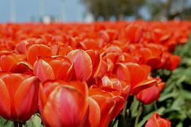 Champ de tulipes, Rouge sur Patricia Leeman