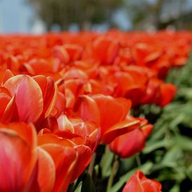 Champ de tulipes, Rouge sur Patricia Leeman