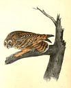 Uil, Short-eared Owl., Audubon, John James, 1785-1851 van Liszt Collection thumbnail