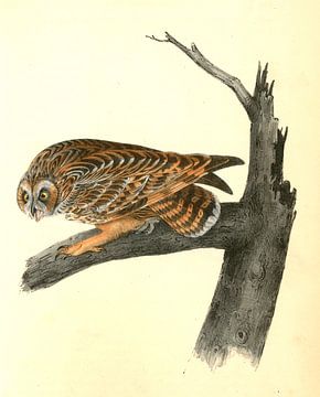 Uil, Short-eared Owl., Audubon, John James, 1785-1851