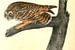 Uil, Short-eared Owl., Audubon, John James, 1785-1851 van Liszt Collection