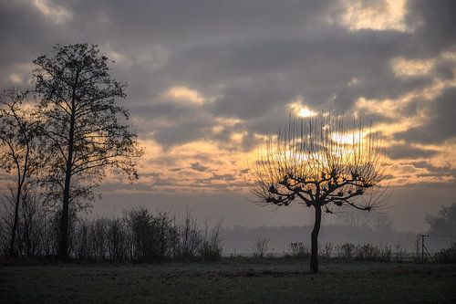tree on fire