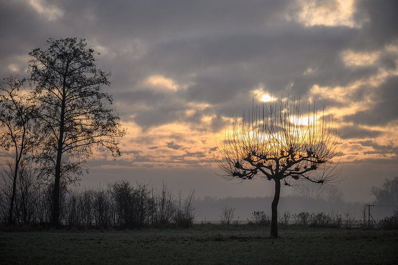 baum in Flammen von Tania Perneel