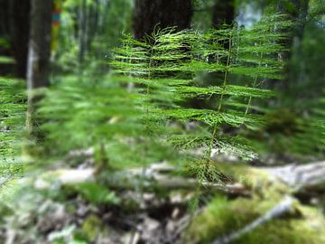 Optische Täuschung von Christopher Schellen