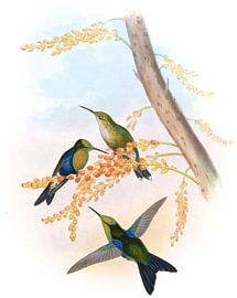 Green-crowned Wood-Nymph, John Gould by Hummingbirds