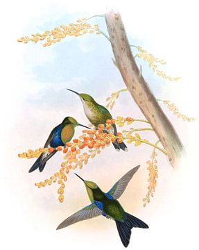 Groen-gekroonde hout-nymph, John Gould van Hummingbirds