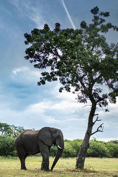 Elephant in Hoedspruit by Paula Romein