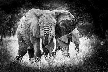 éléphant avec jeune Tanzanie sur Danny D'hulster