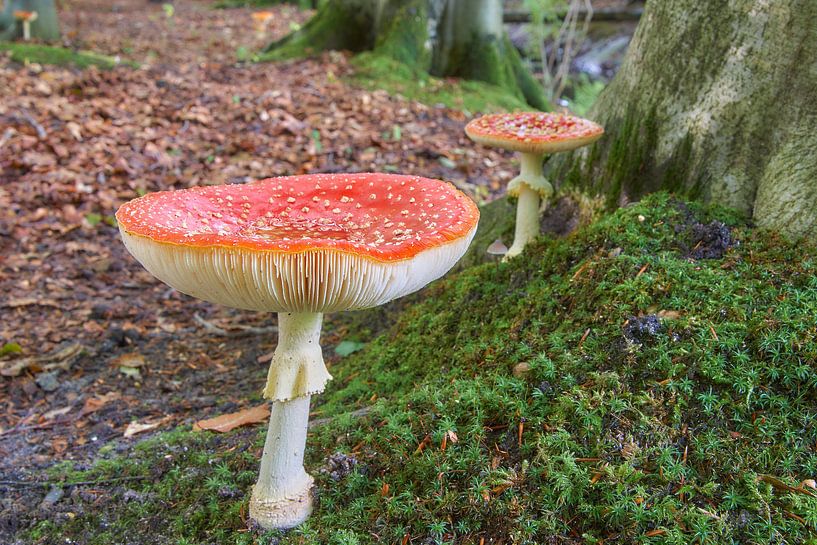 Fliegenpilz im Wald von Ferry Kalthof