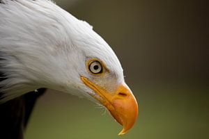 American sea eagle 2 by Tanja van Beuningen