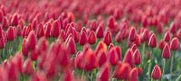 Early Morning Tulips Red closed von Alex Hiemstra Miniaturansicht