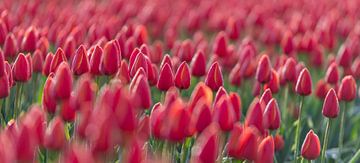 Early Morning Tulips Red closed van Alex Hiemstra