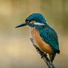 IJsvogel van Peter van Eijk