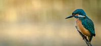 IJsvogel