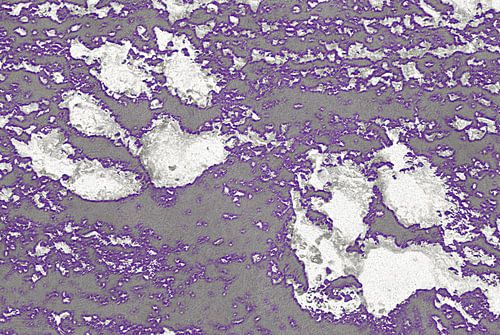 Paw Prints Paars Gloed