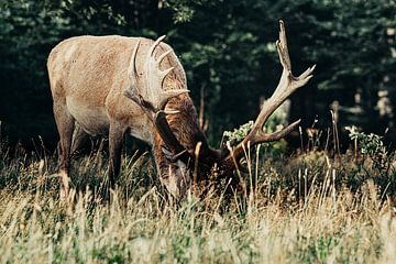 Grazing red deer on the Veluwe by Peter Boon